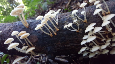 Mount Glorious accommodation amazing fungi