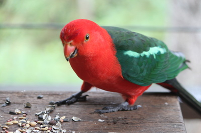 Mount Glorious accommodation Australian King Parrot