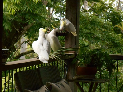 Mount Glorious accommodation sulphur-crested cockatoos