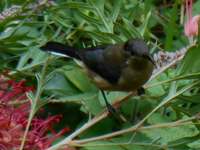 Mount Glorious accommodation Eastern Spinebill