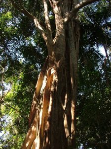Australian rainforest fig