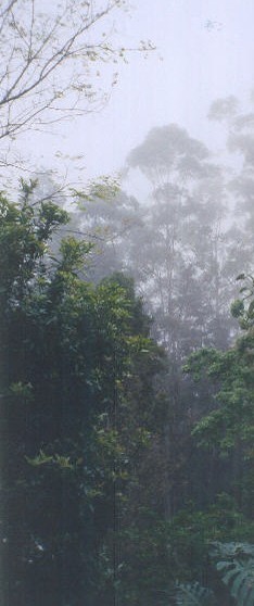 Misty rainforest views