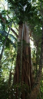 Rainforest fig Mount Glorious