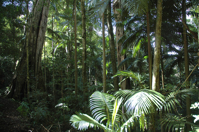 Mount Glorious accommodation rainforest walk